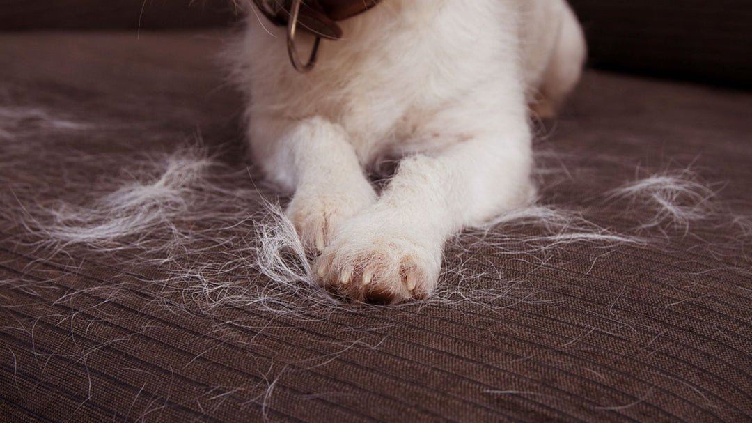 Image indicating how carcarez help to remove pet hair from car